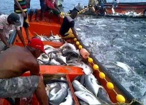 El Gobierno asegura que consumo de pescado se ubica en 8 kilos per cápita