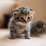 Cuidados-para-un-gato-recien-nacido-Blog-de-Pampermut-1155×770