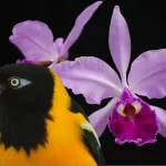 turpial-orquídea-1