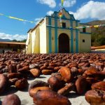El cacao de Chuao es uno de los mejores en Venezuela
