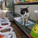 En el Mercado Libre de Maracay abundan los gatos en situación de calle