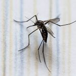 230824-Aca2-des-f1-Dengue-en-Mexico