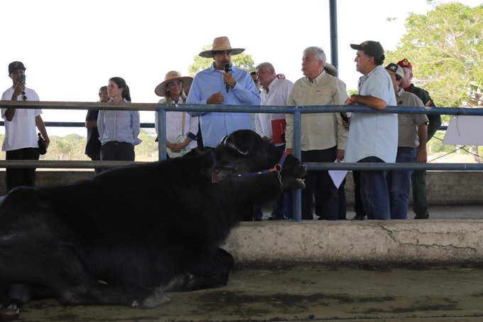 Presidente Maduro resaltó la producción de búfalo en el país