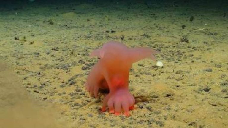 “Cerdo Barbie” y “Unicumber”: Nuevas especies descubiertas en las profundidades del Pacífico