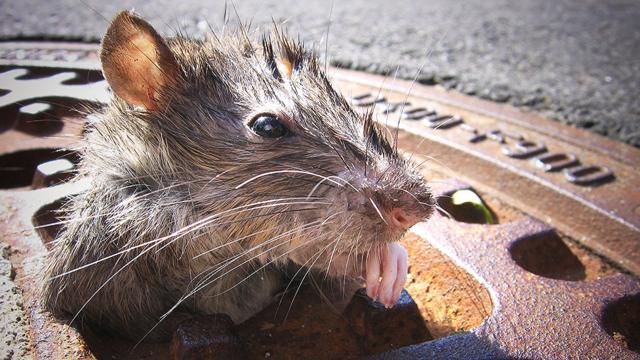 Se dispara una enfermedad “potencialmente mortal” relacionada con ratas en Nueva York