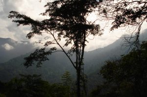 Parque Nacional Henri Pittier, estado Aragua. Foto Cortesía