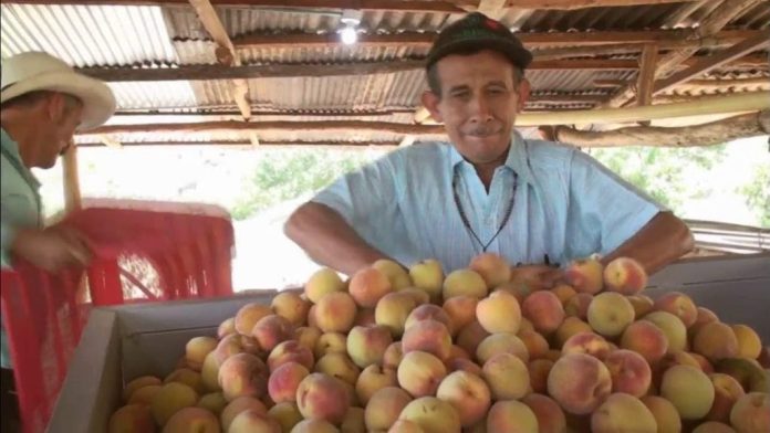 Los productores buscan llevar frutos frescos al consumidor.
