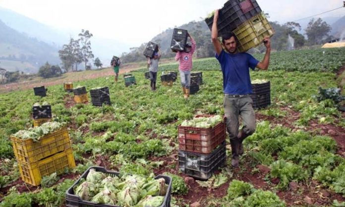 Temen por las pérdidas en el sector y hasta debacles
